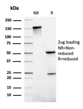 SLAMF7 Antibody