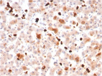 APOA1 Antibody