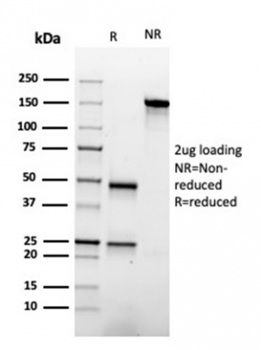 APOA1 Antibody
