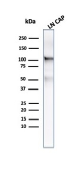 FOLH1 Antibody