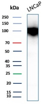 FOLH1 Antibody