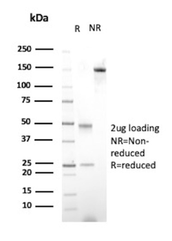 FOLH1 Antibody