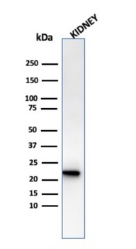 FTL Antibody