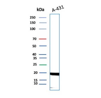 FTL Antibody