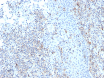 ICAM3 Antibody