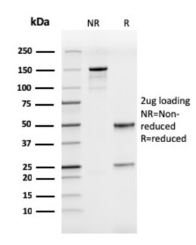 ICAM3 Antibody