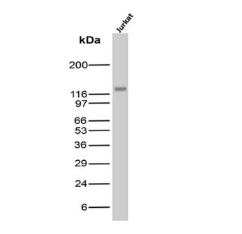 ICAM3 Antibody
