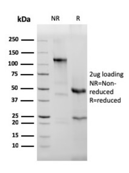 EPX Antibody
