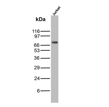 ZAP70 Antibody