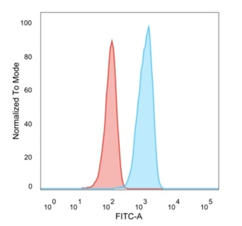 TCF25 Antibody