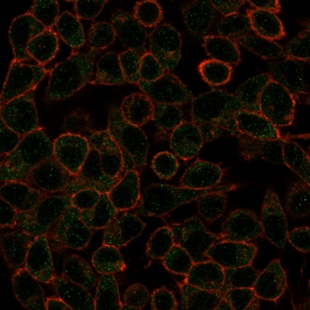 IRF3 Antibody