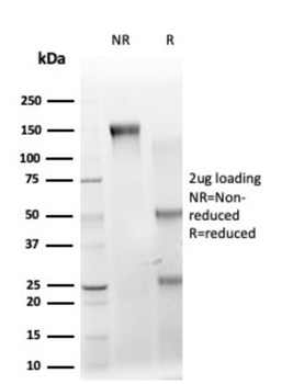 IRF3 Antibody