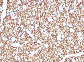 MBP Antibody