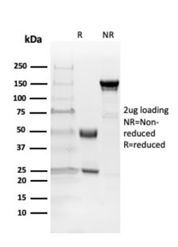 MBP Antibody