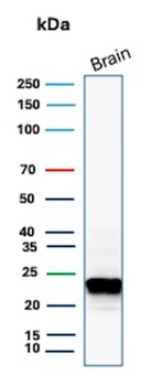 MBP Antibody