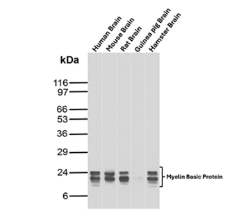 MBP Antibody