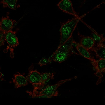 TRIM27 Antibody