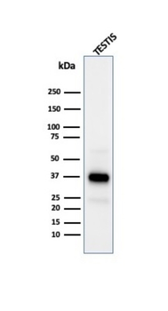 CLU Antibody