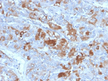 CLU Antibody