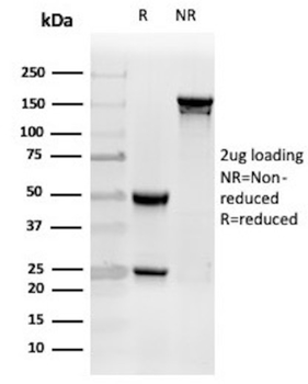 CLU Antibody