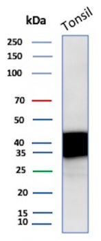 CLU Antibody