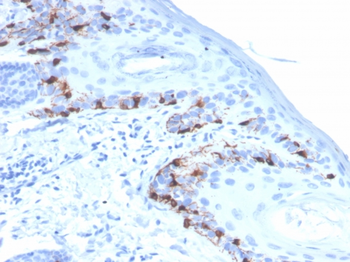 MLANA Antibody
