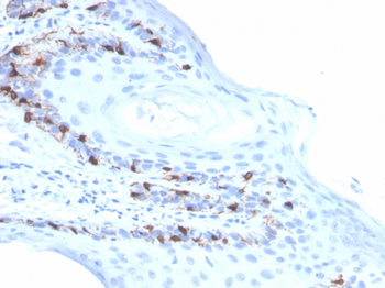 MLANA Antibody