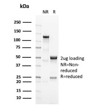 MLANA Antibody