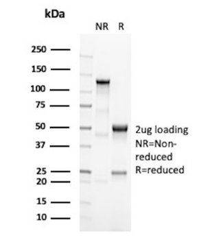 MLANA Antibody