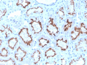 IFNG Antibody