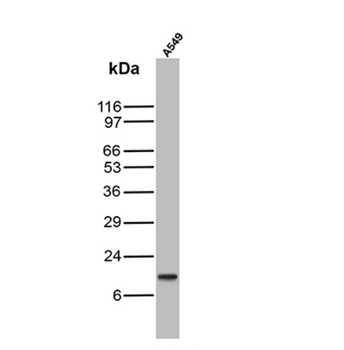 IFNG Antibody