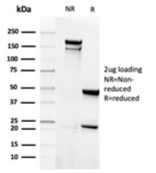 EPCAM Antibody