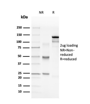 MBP Antibody