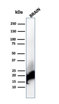 MBP Antibody
