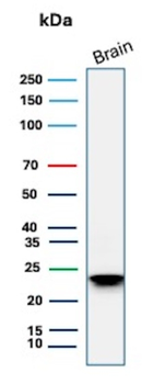 MBP Antibody