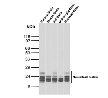 MBP Antibody