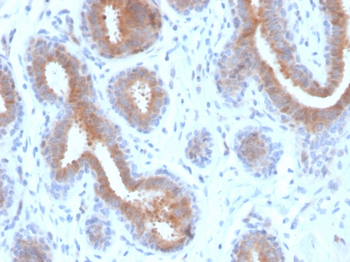 SCGB2A2 Antibody