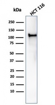 MSH2 Antibody