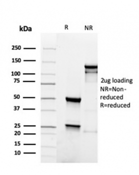 PAX5 Antibody