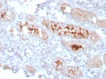 FGF23 Antibody