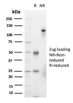 FGF23 Antibody