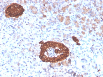 SYP Antibody