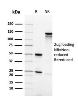 SYP Antibody