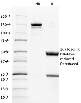 CD137L / 4-1BBL / TNFSF9 Antibody