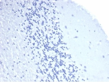 CD4 Antibody