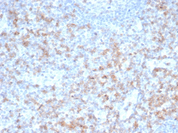 CD5 Antibody