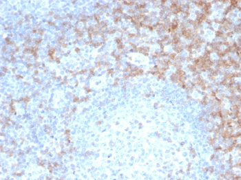 CD5 Antibody