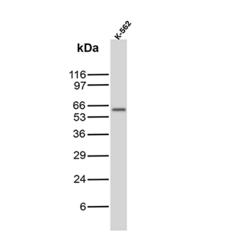 CD5 Antibody