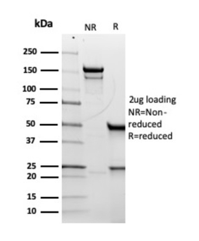CD5 Antibody