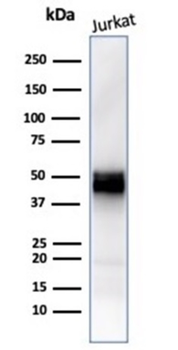 CD5 Antibody